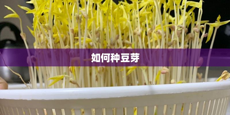 如何种豆芽