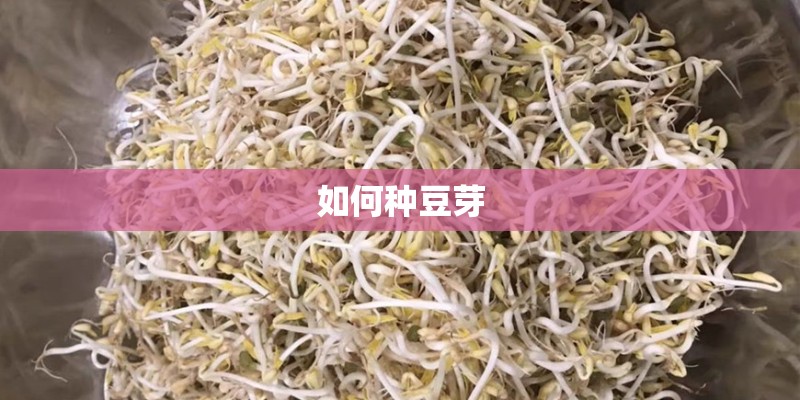 如何种豆芽