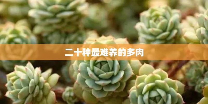 二十种最难养的多肉