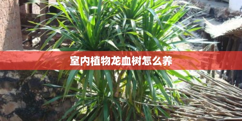 室内植物龙血树怎么养 室内植物龙血树怎么养