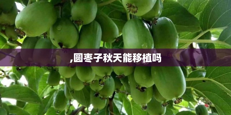 ,圆枣子秋天能移植吗