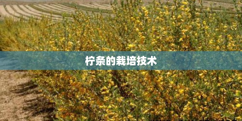 柠条的栽培技术