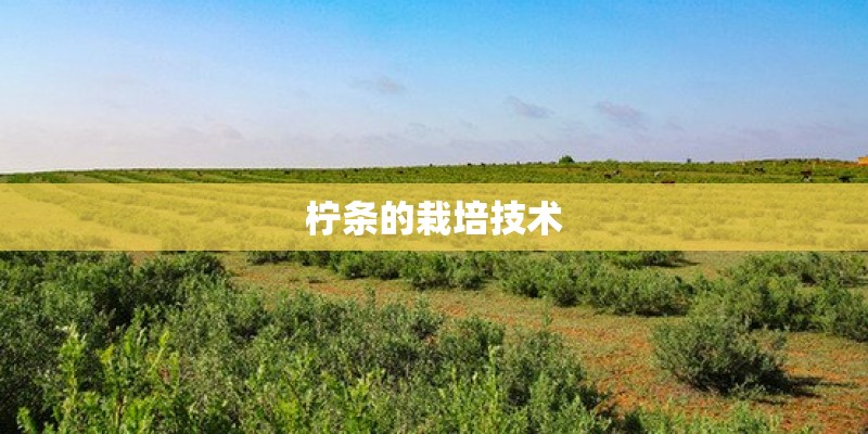 柠条的栽培技术