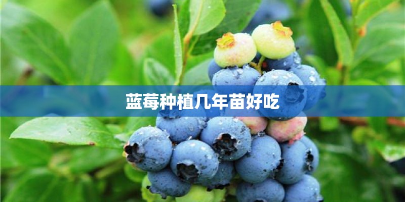 蓝莓种植几年苗好吃