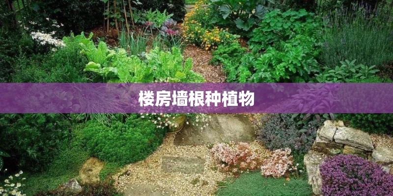 楼房墙根种植物