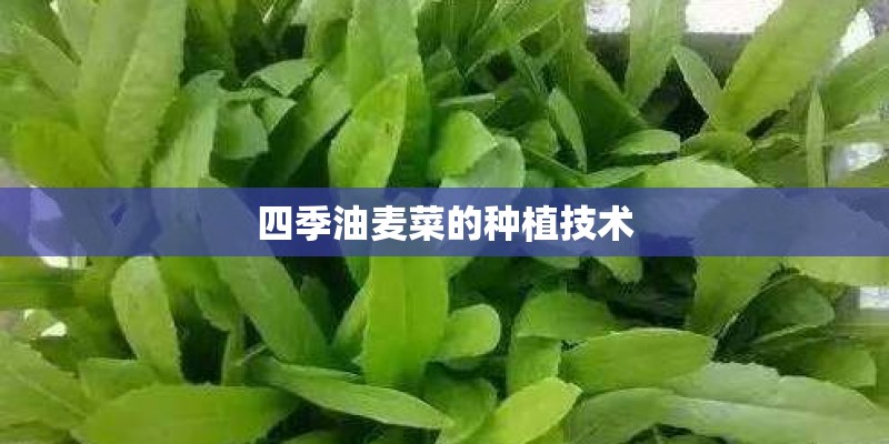 四季油麦菜的种植技术 四季油麦菜的种植技术