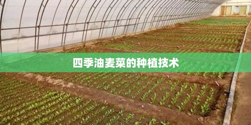 四季油麦菜的种植技术 四季油麦菜的种植技术