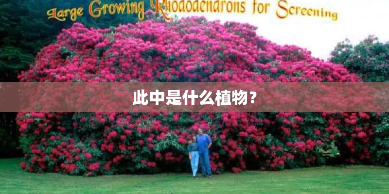 此中是什么植物？