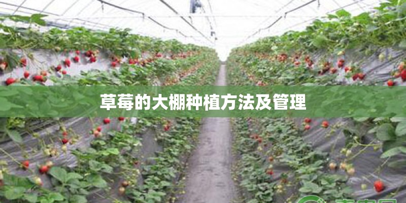 草莓的大棚种植方法及管理
