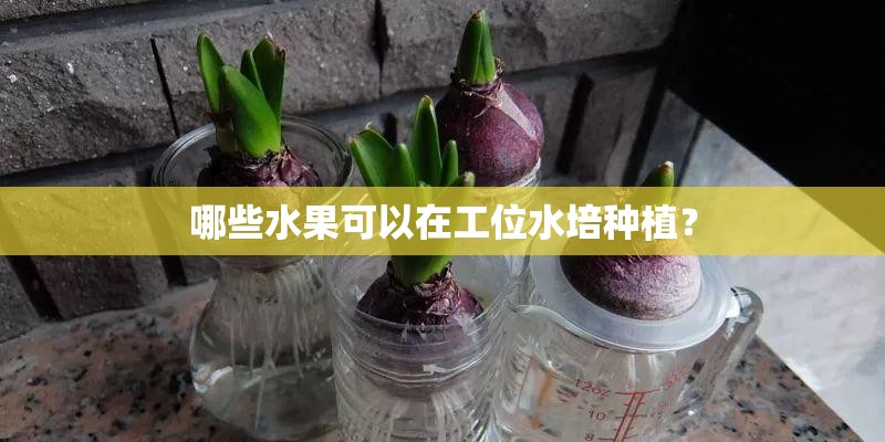 哪些水果可以在工位水培种植? 哪些水果可以在工位水培种植?