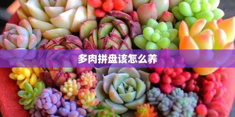 多肉拼盘该怎么养 多肉拼盘该怎么养