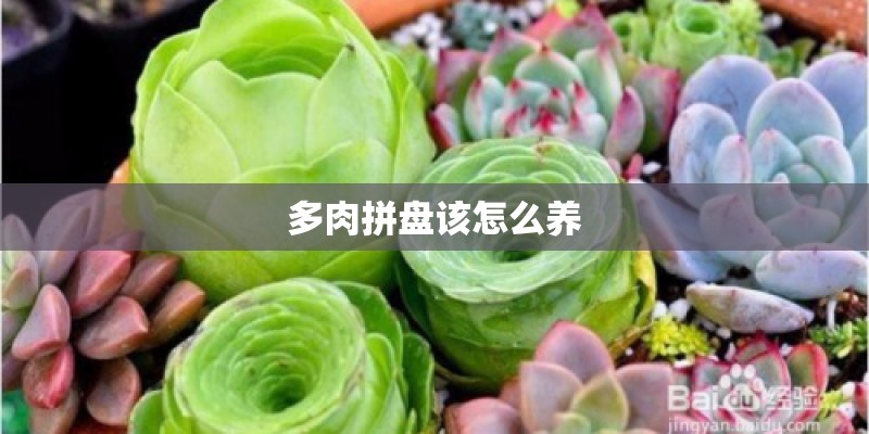 多肉拼盘该怎么养 多肉拼盘该怎么养
