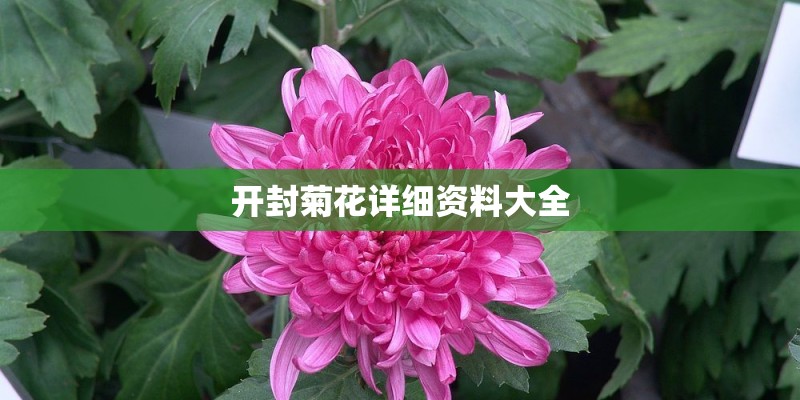 开封菊花详细资料大全 开封菊花详细资料大全