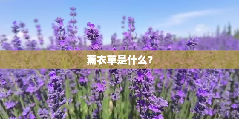 薰衣草是什么? 薰衣草是什么?