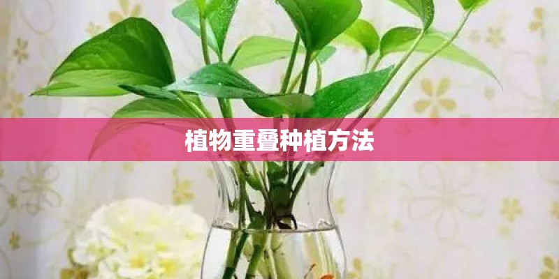 植物重叠种植方法 植物重叠种植方法