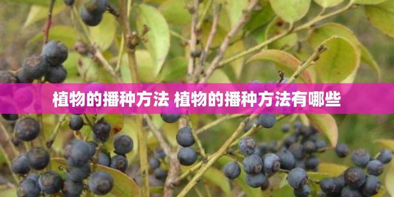 植物的播种方法 植物的播种方法有哪些 植物的播种方法 植物的播种方法有哪些