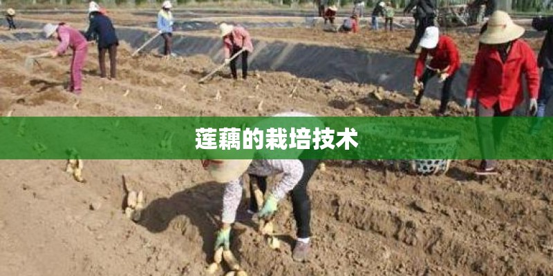 莲藕的栽培技术 莲藕的栽培技术