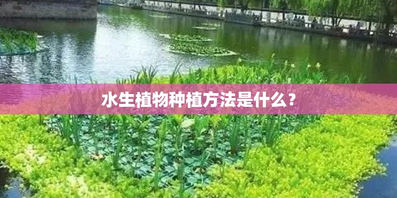 水生植物种植方法是什么? 水生植物种植方法是什么?