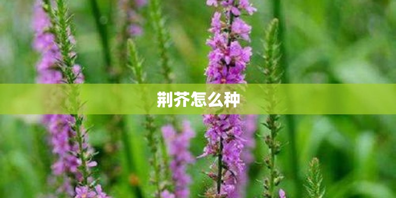 荆芥怎么种 荆芥怎么种