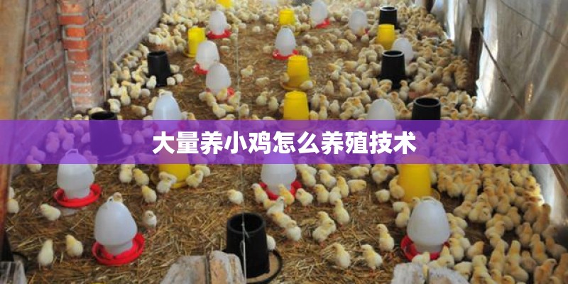大量养小鸡怎么养殖技术 大量养小鸡怎么养殖技术