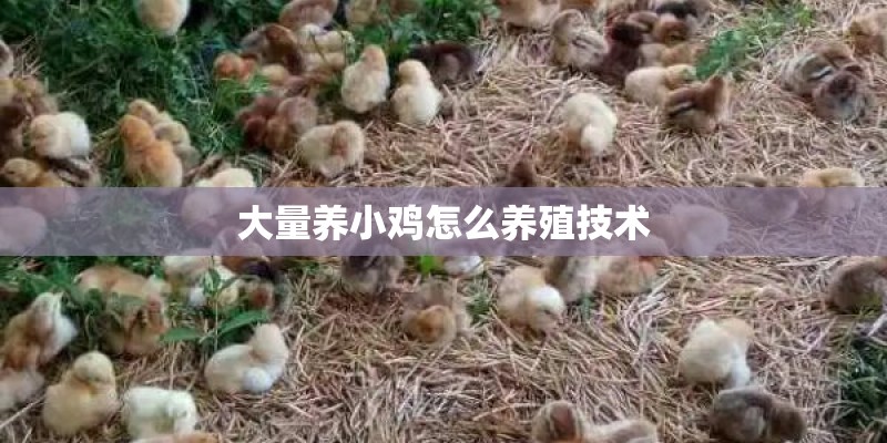 大量养小鸡怎么养殖技术 大量养小鸡怎么养殖技术