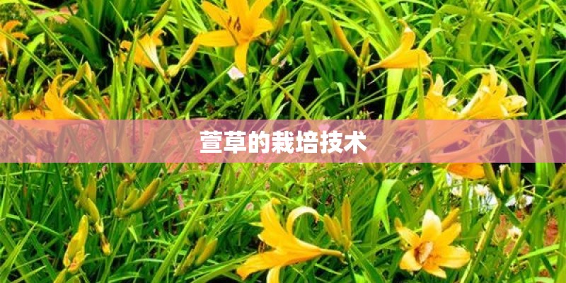 萱草的栽培技术 萱草的栽培技术
