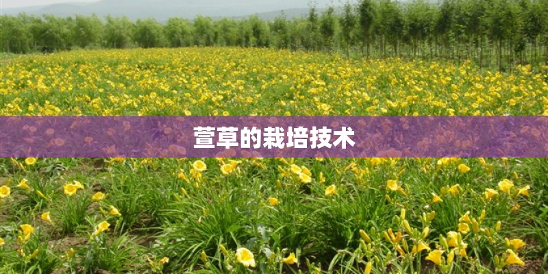 萱草的栽培技术 萱草的栽培技术