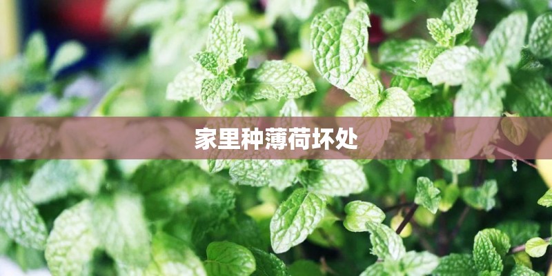 家里种薄荷坏处 家里种薄荷坏处