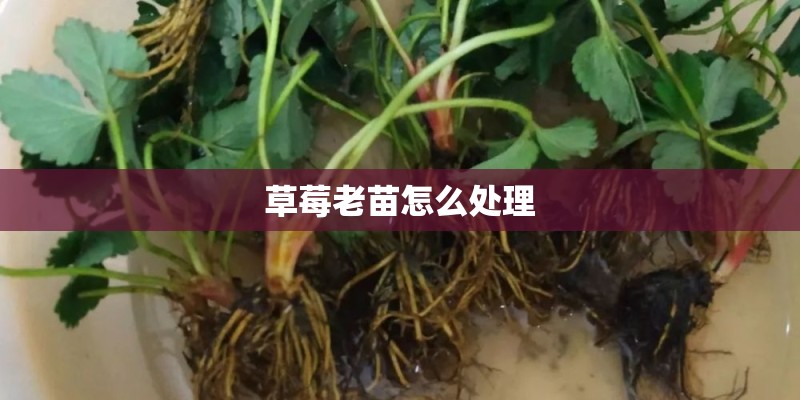 草莓老苗怎么处理