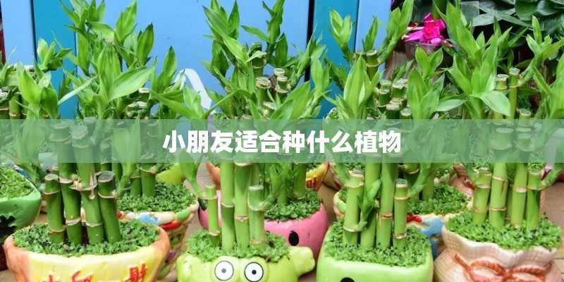 小朋友适合种什么植物 小朋友适合种什么植物