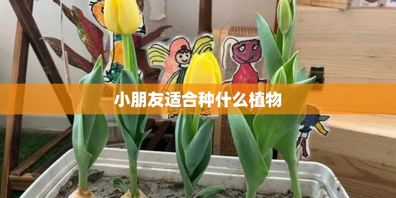 小朋友适合种什么植物 小朋友适合种什么植物