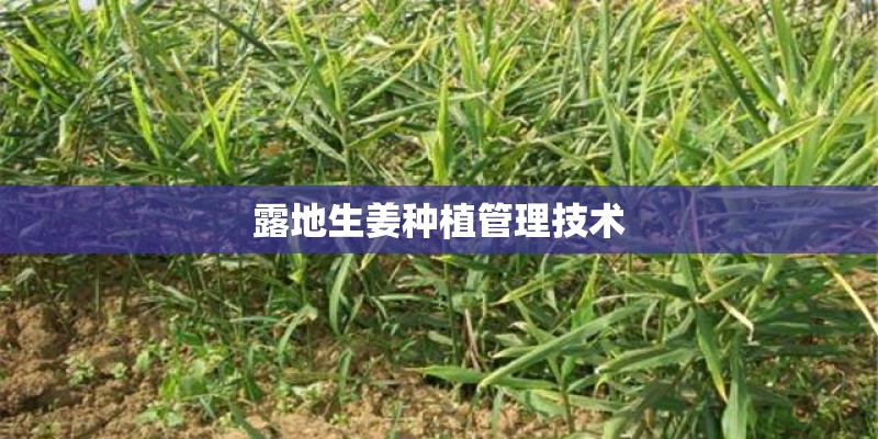 露地生姜种植管理技术 露地生姜种植管理技术