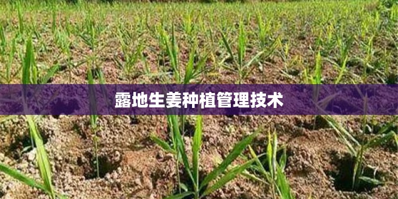 露地生姜种植管理技术 露地生姜种植管理技术