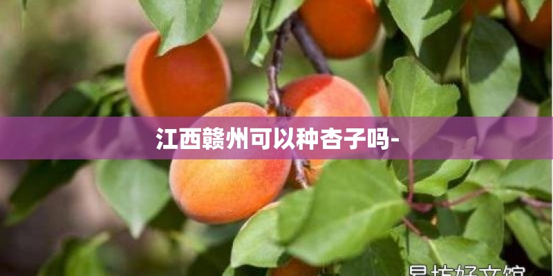 江西赣州可以种杏子吗-