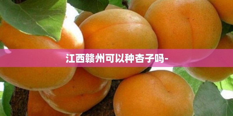 江西赣州可以种杏子吗- 江西赣州可以种杏子吗-
