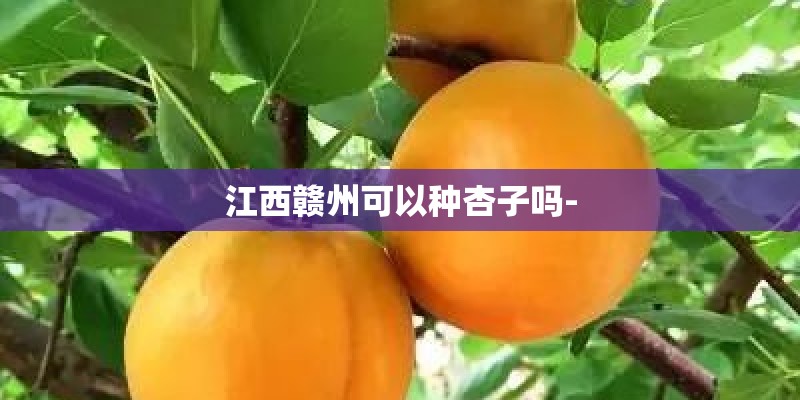 江西赣州可以种杏子吗- 江西赣州可以种杏子吗-