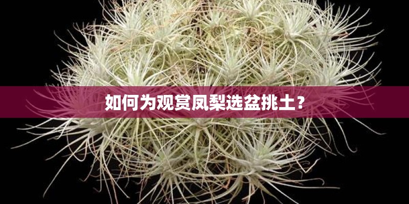 如何为观赏凤梨选盆挑土? 如何为观赏凤梨选盆挑土?