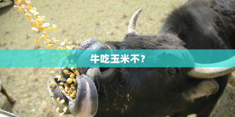 牛吃玉米不？