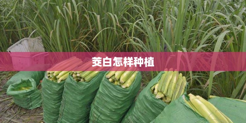 茭白怎样种植 茭白怎样种植