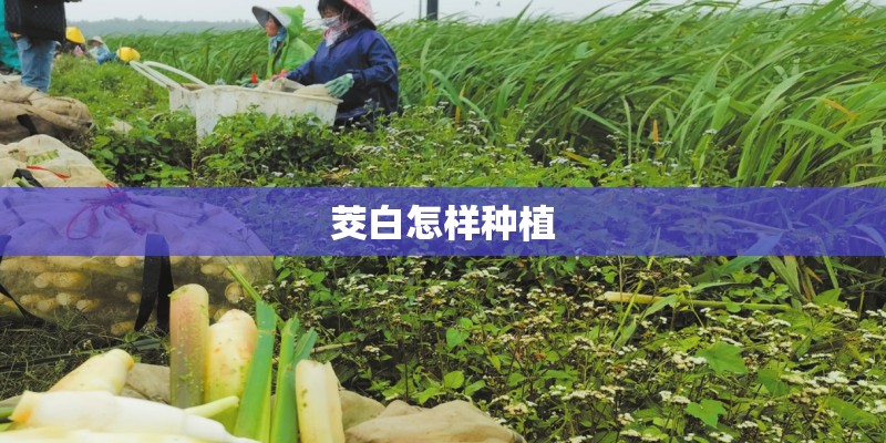 茭白怎样种植 茭白怎样种植