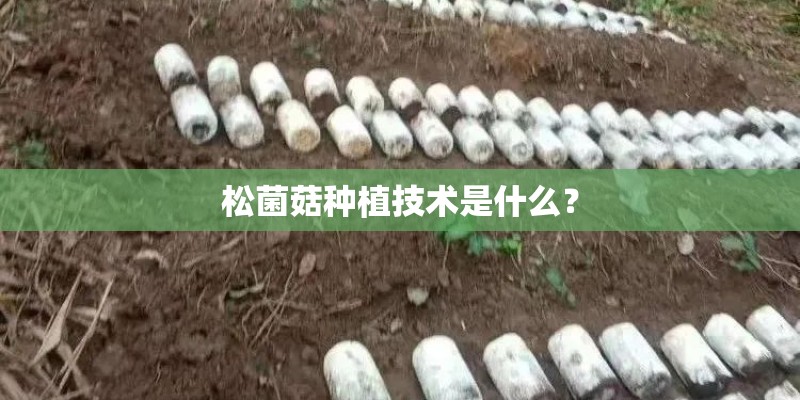 松菌菇种植技术是什么？