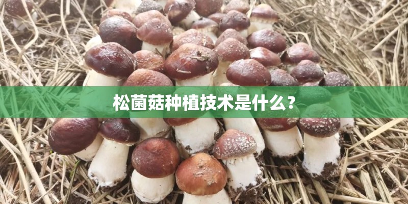 松菌菇种植技术是什么？