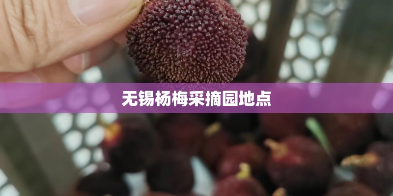 无锡杨梅采摘园地点