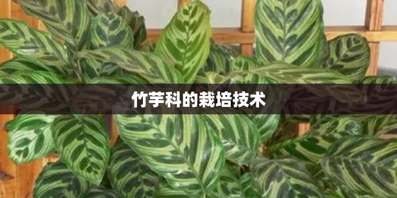 竹芋科的栽培技术