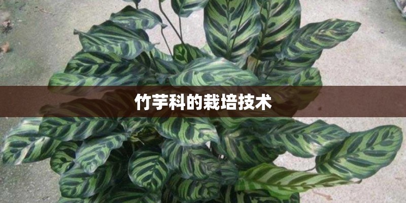 竹芋科的栽培技术 竹芋科的栽培技术