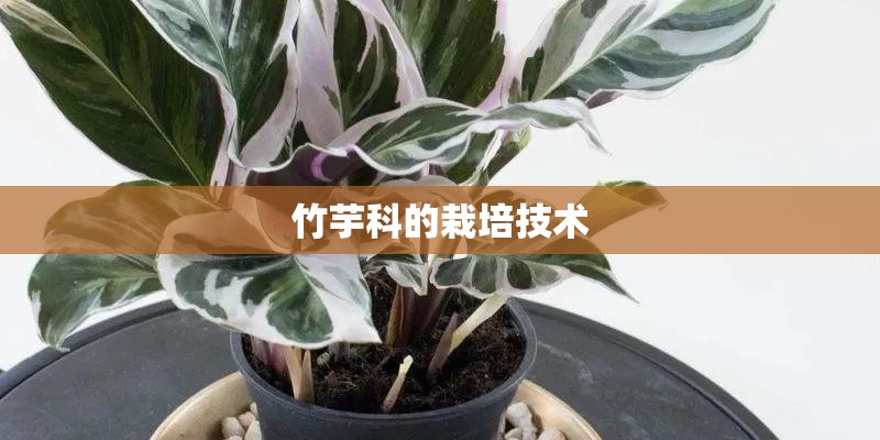 竹芋科的栽培技术 竹芋科的栽培技术