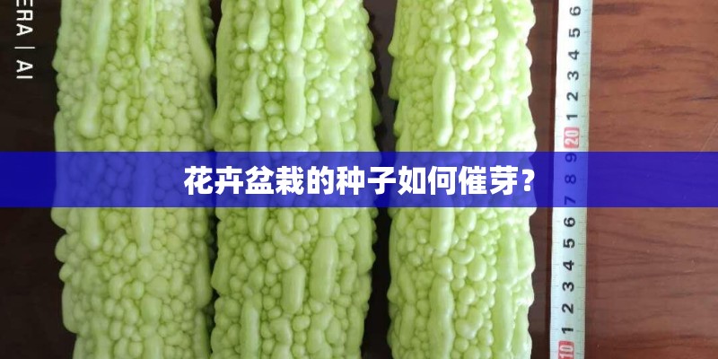 花卉盆栽的种子如何催芽？