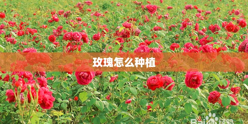 玫瑰怎么种植