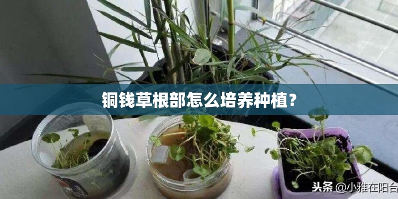 铜钱草根部怎么培养种植? 铜钱草根部怎么培养种植?