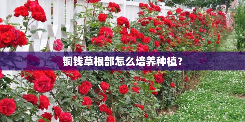 铜钱草根部怎么培养种植? 铜钱草根部怎么培养种植?